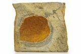 Fossil Leaf (Davidia) - Montana #327200-1